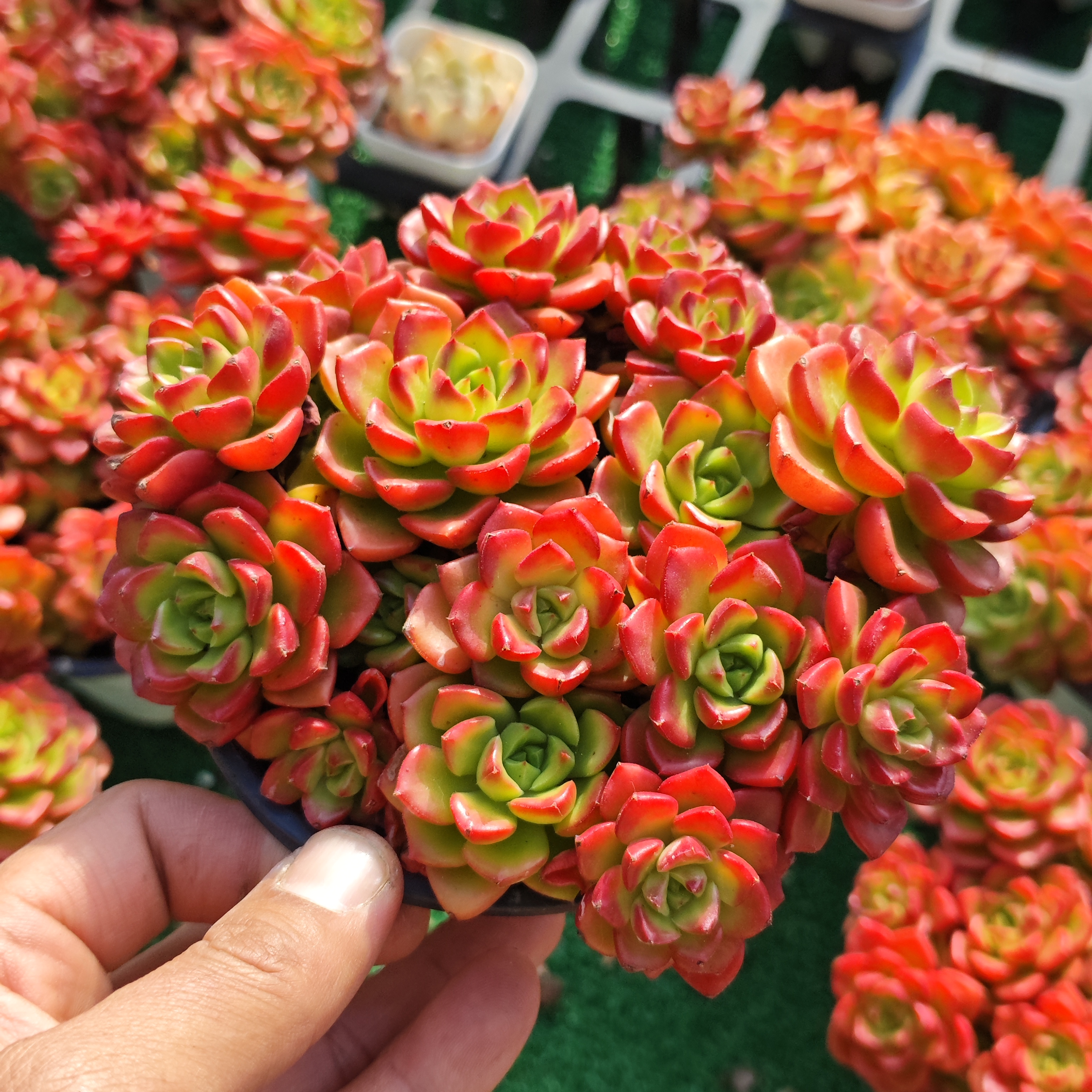 火焰蒂亚 12厘米散群 带盆发货