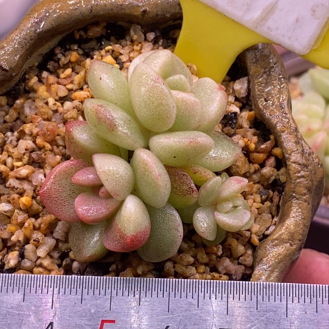 169冰玉石化红锦三头福利