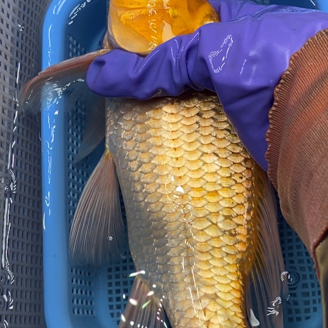 锦鲤冷水锦鲤包邮