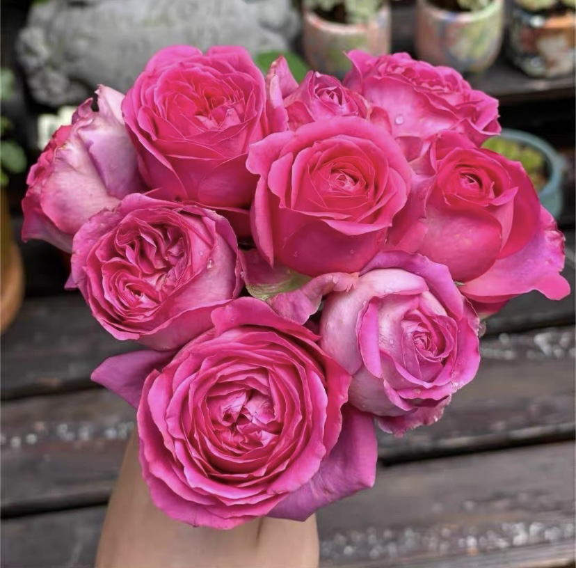 （特拉方特）原生扦插独颗盆栽月季 1加仑