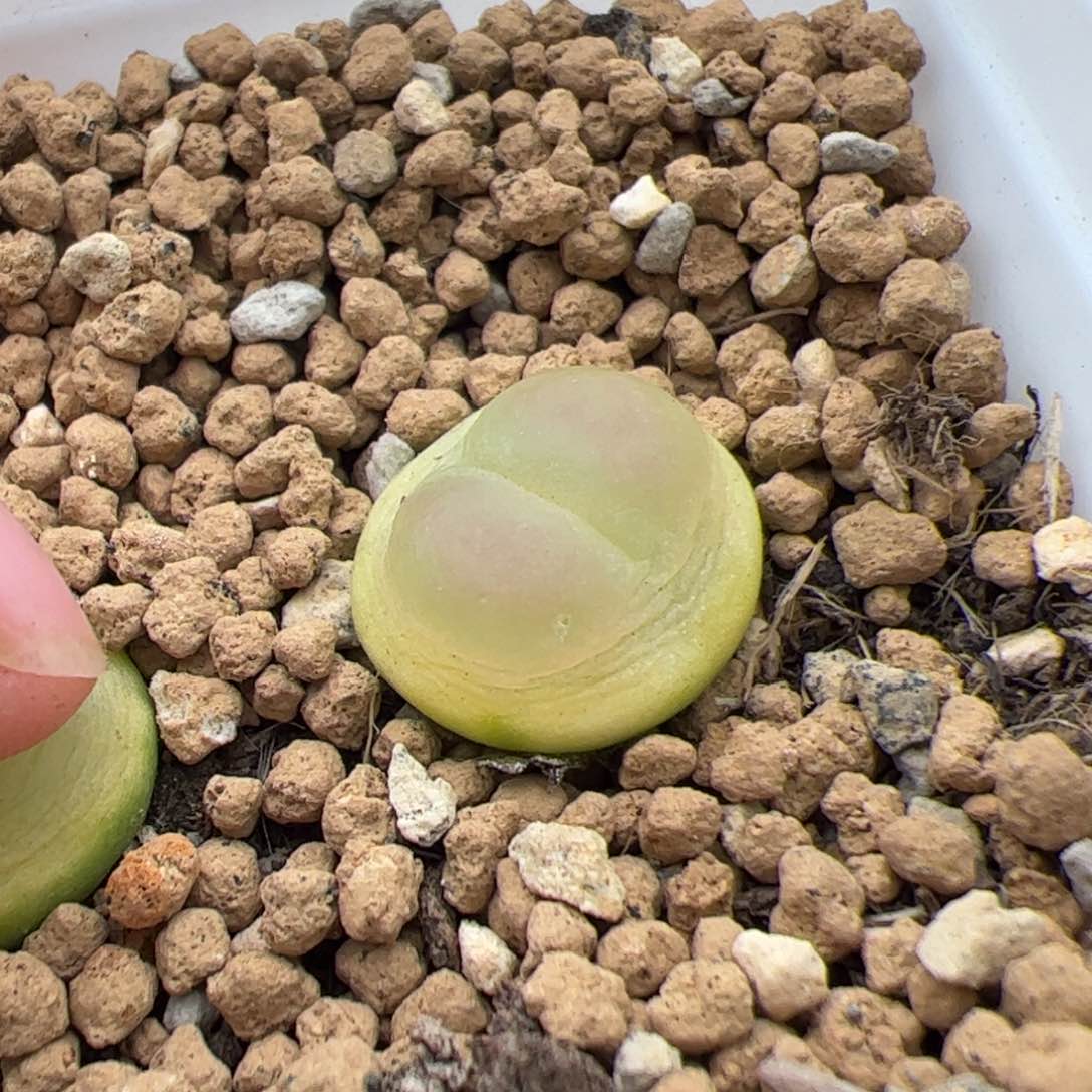 0332号拉登 多肉植物