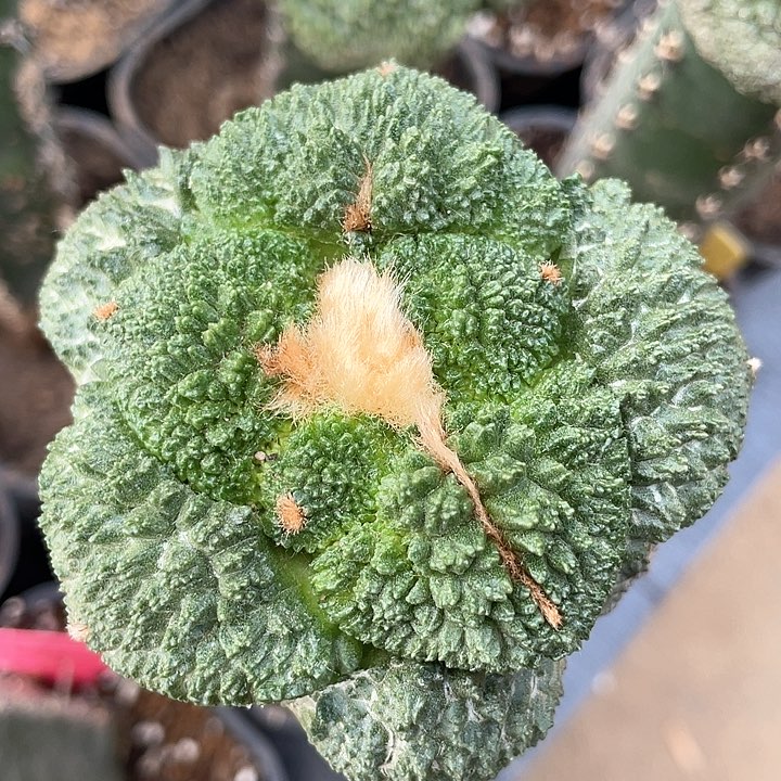 仙人球袖浦接哥斯拉550