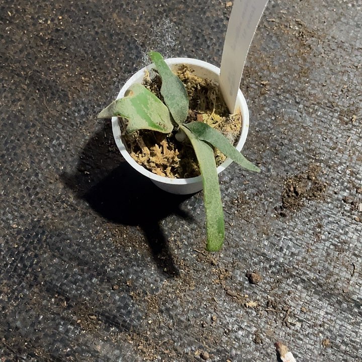 无花朵珍妮026上板