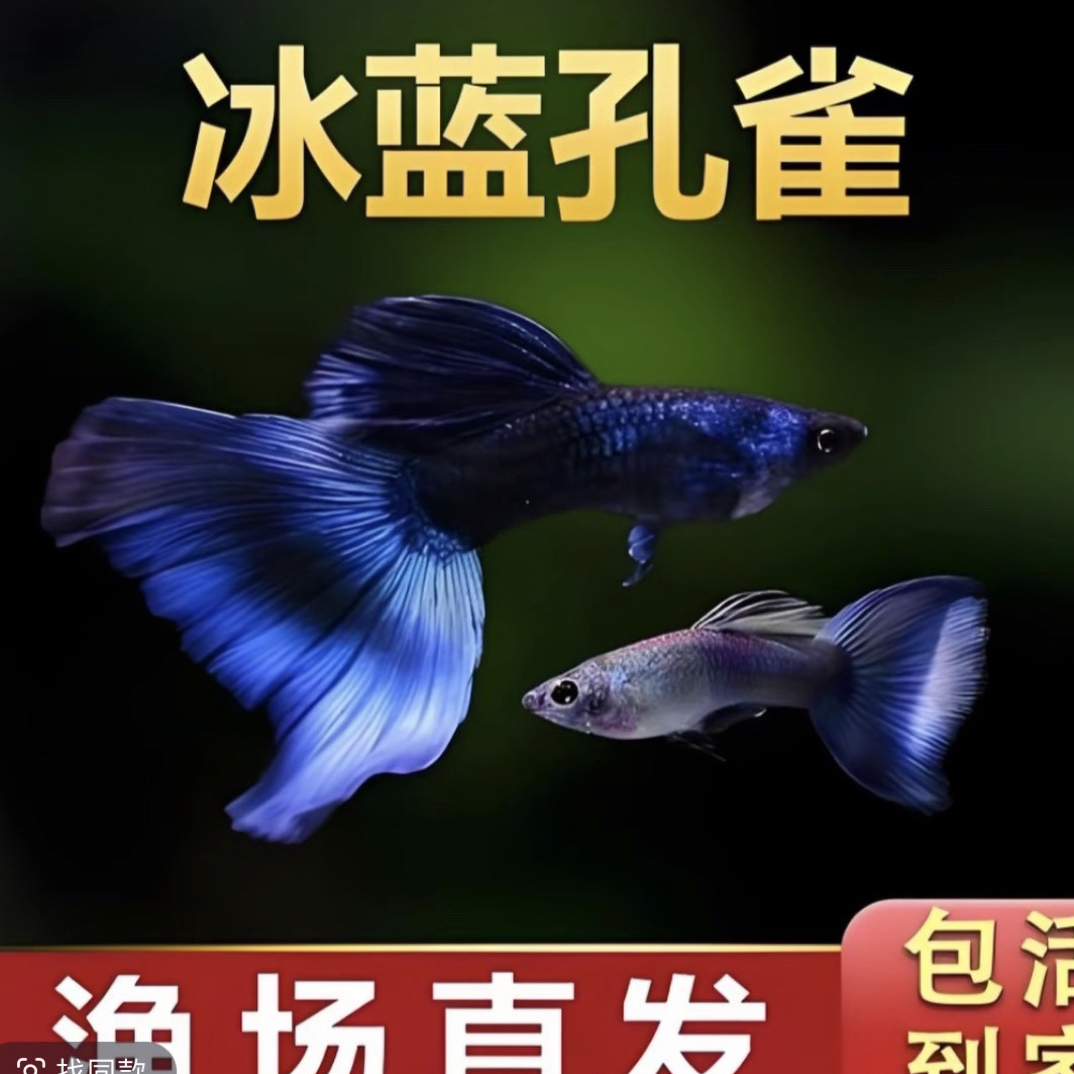 精品热带观赏鱼 莫斯科冰蓝孔雀鱼种鱼（入缸后不包损）
