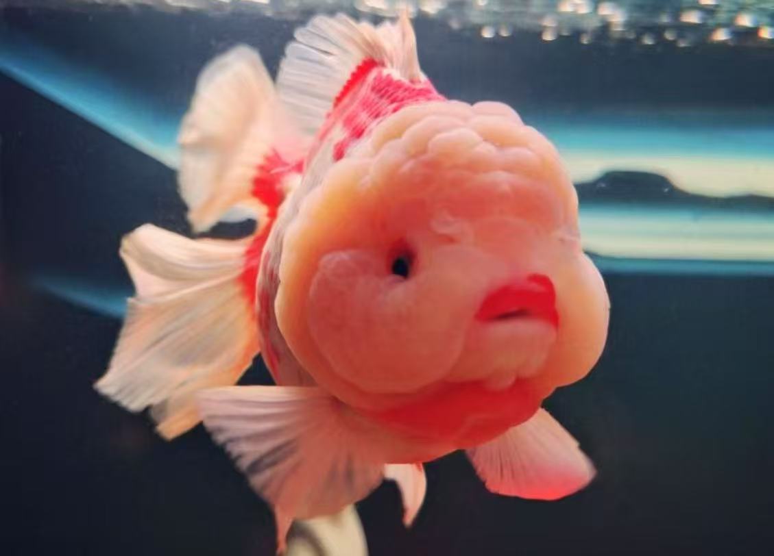 强子泰狮金鱼（活体两条一包）自家渔场，图片仅供参考