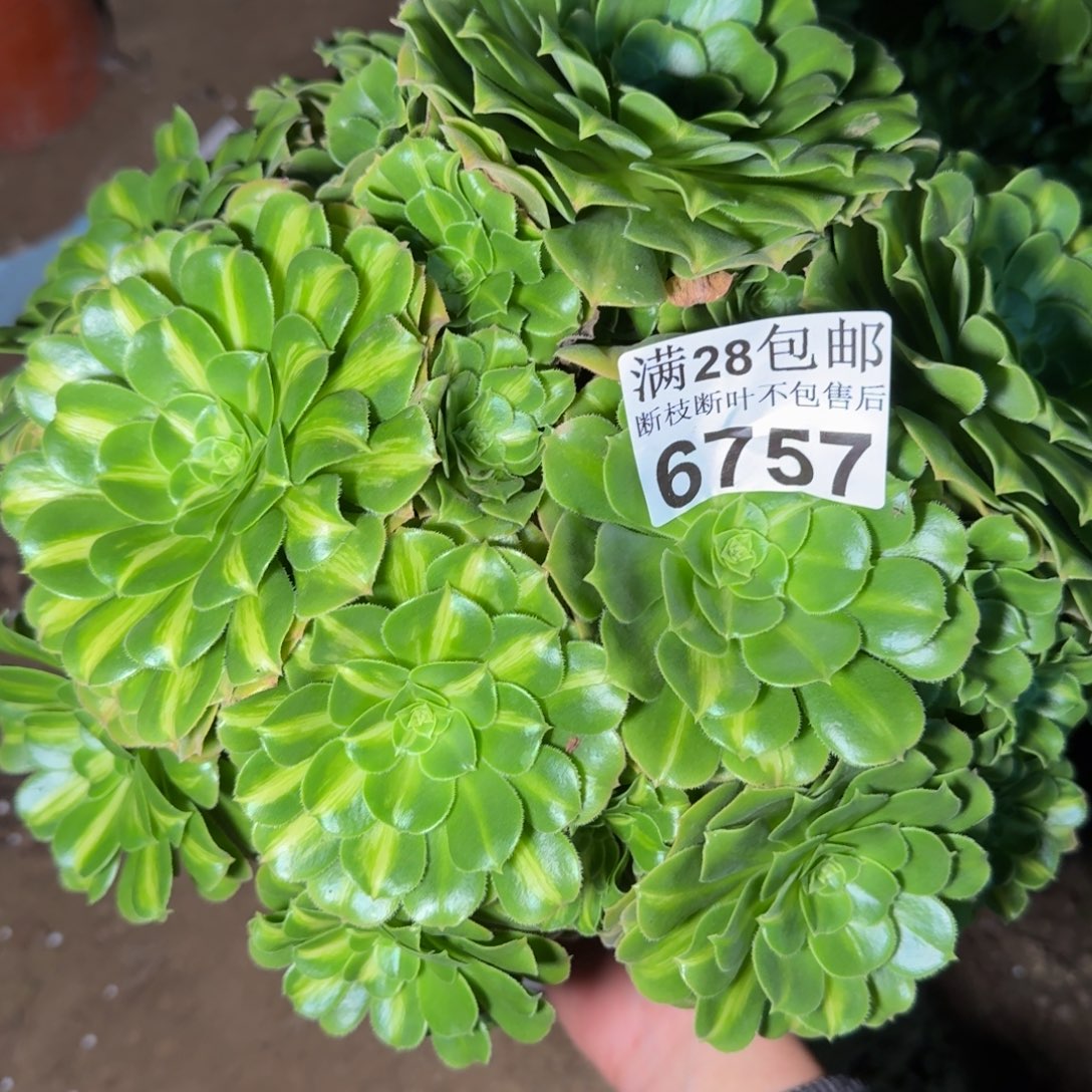 6757琉璃多肉植物