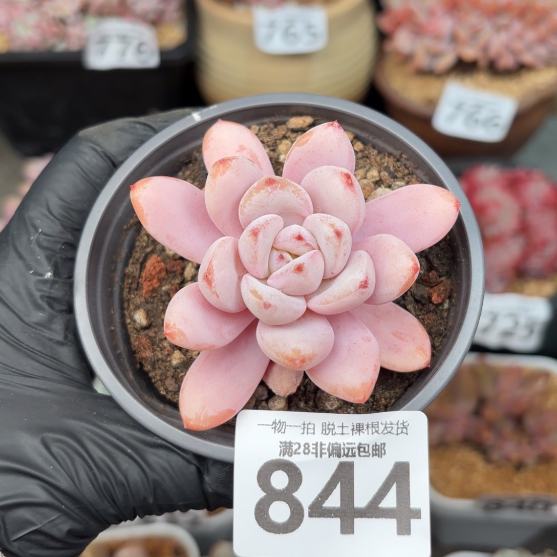 星星雪单头无盆土发货