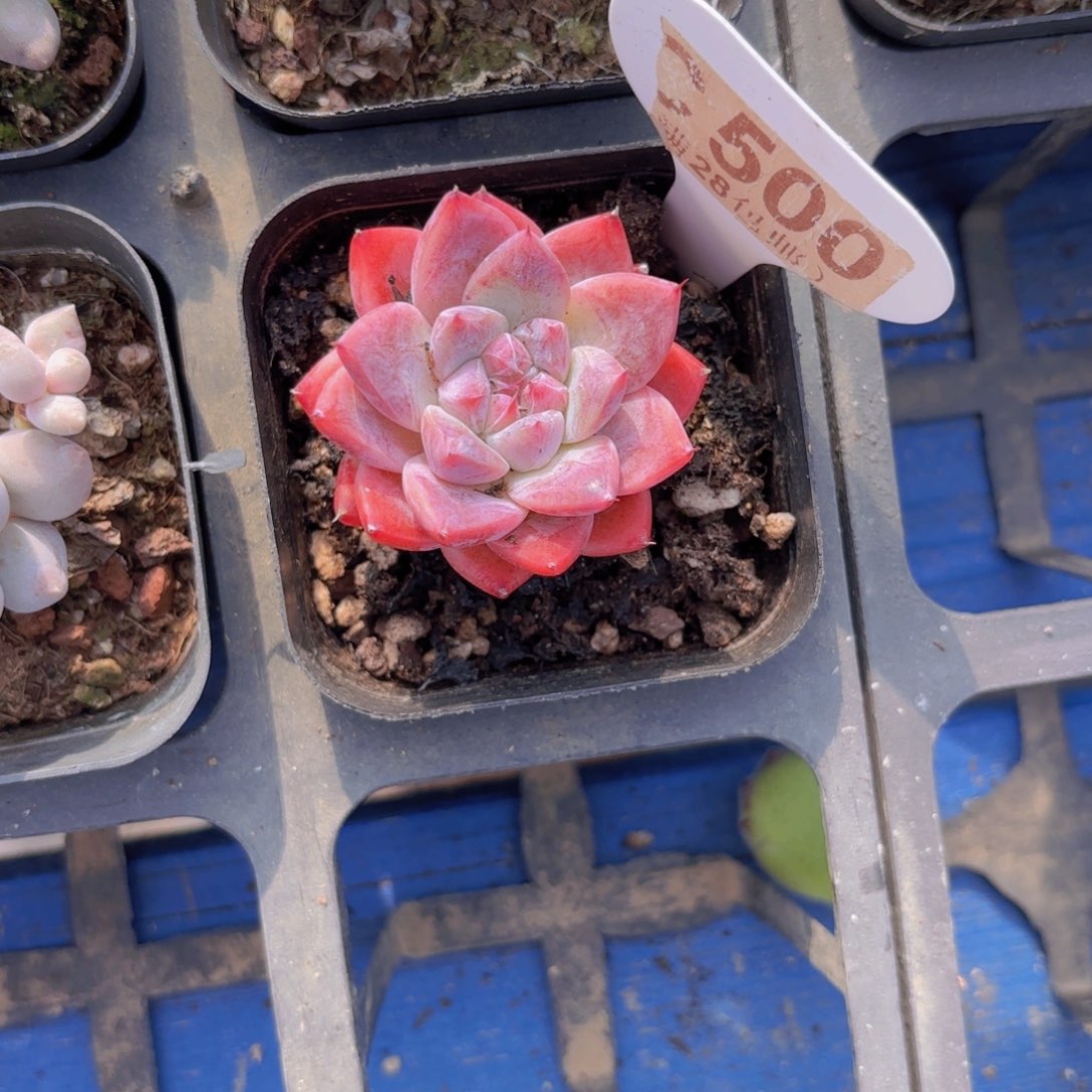 C500爪子杂交一物一拍