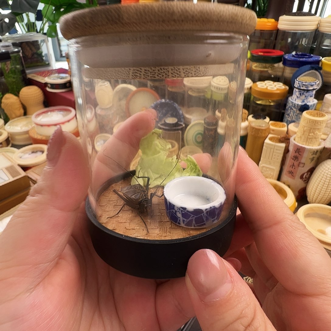 生态罐➕麒麟一只一个