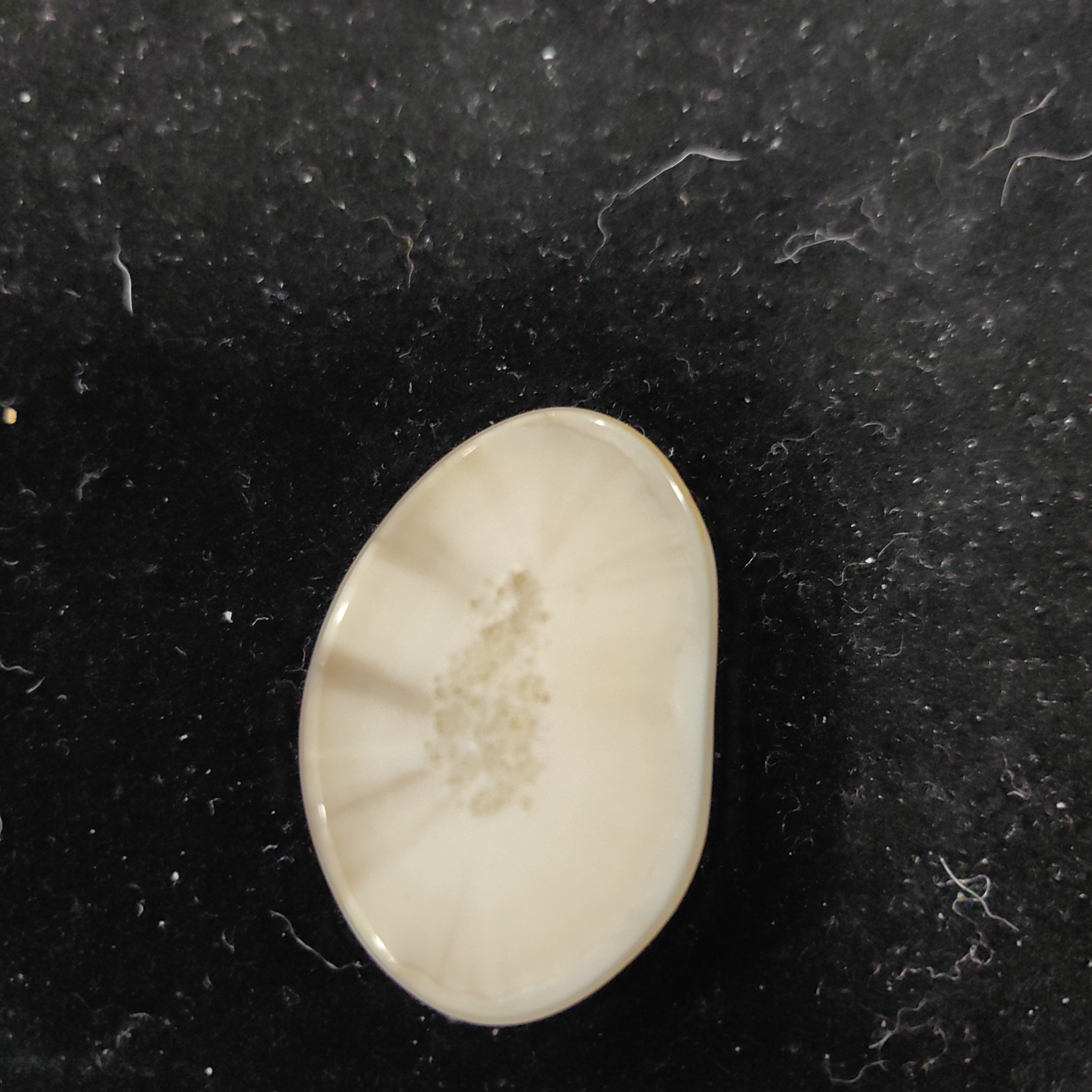 猛犸猛犸虬饼子WW31