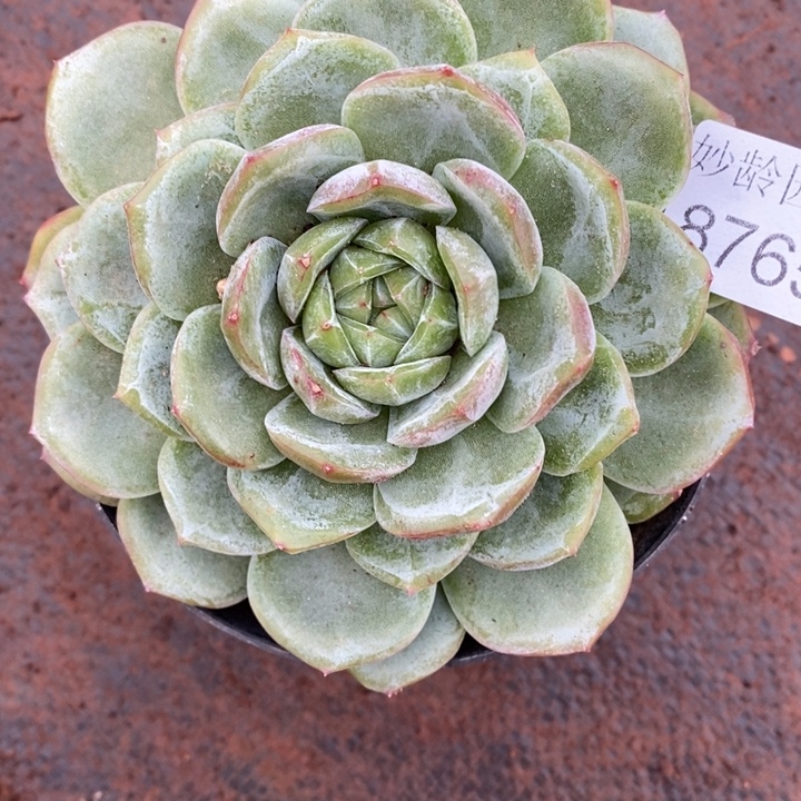 红***语8765杂交老桩基地～11厘米