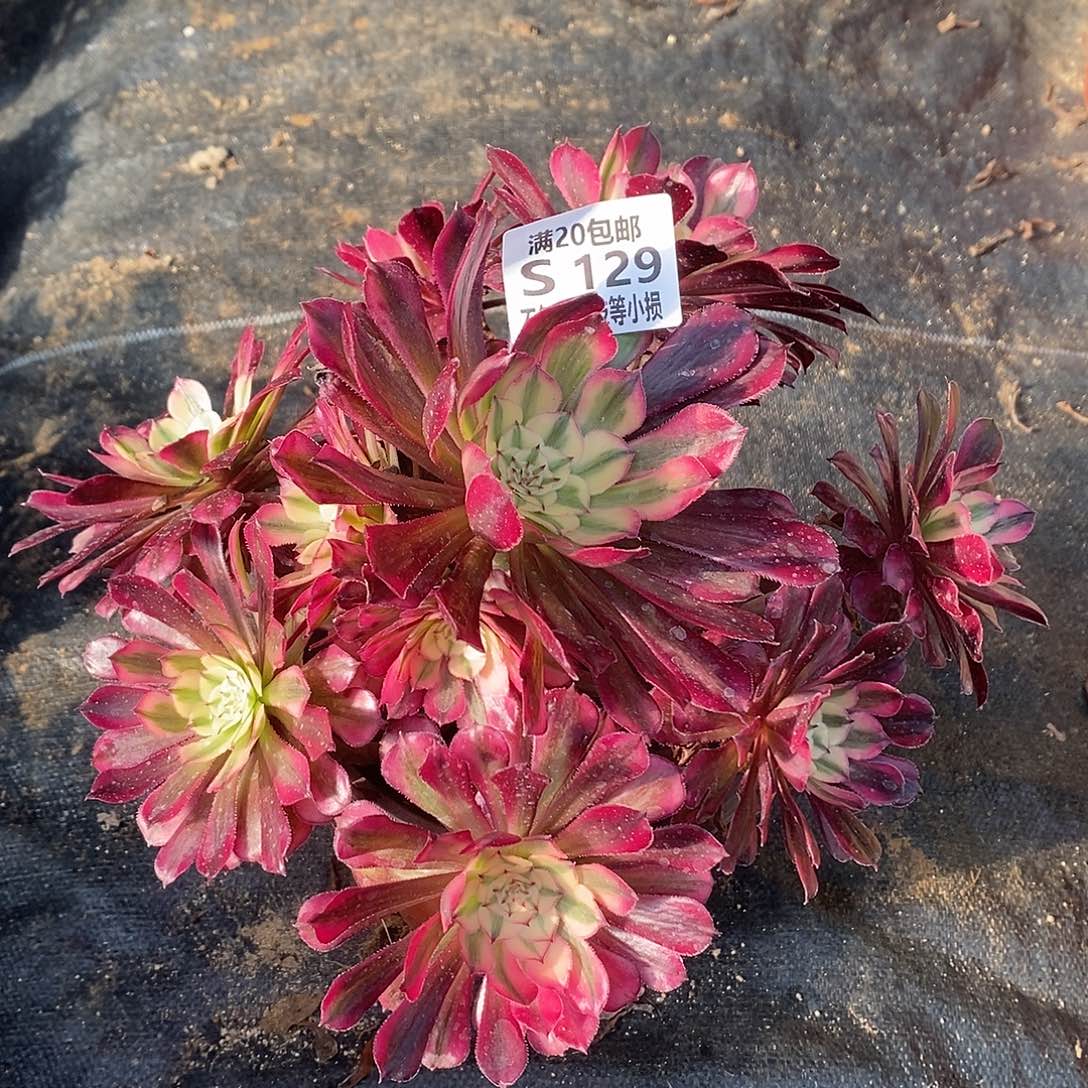 129红铜壶超白锦多肉