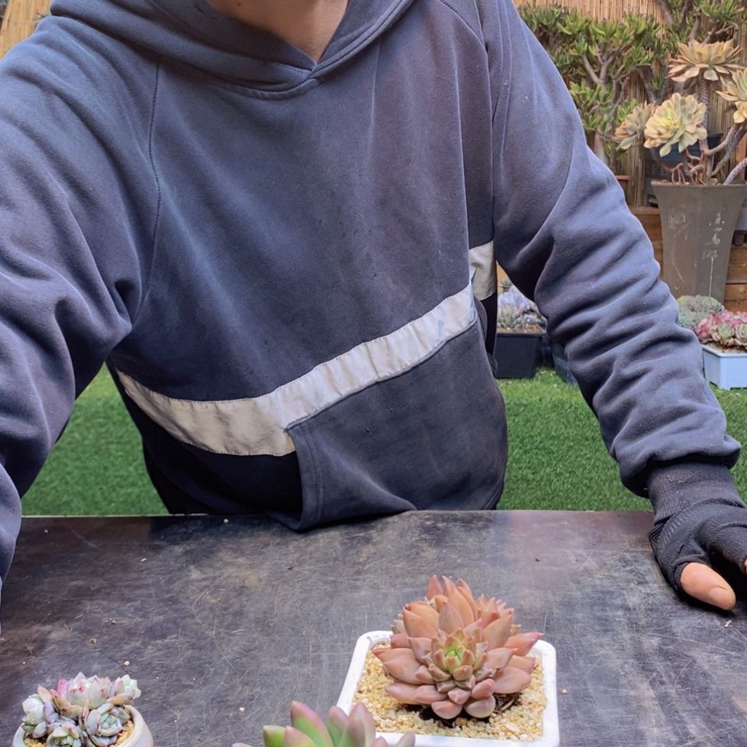 悟C150号萤火虫手捧