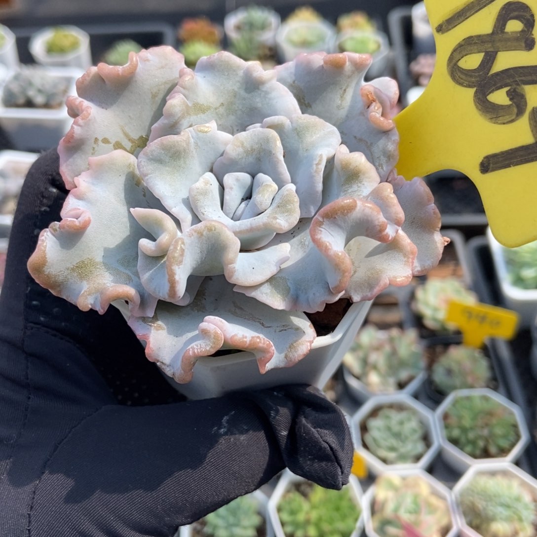 1864饺子皮多肉植物保护