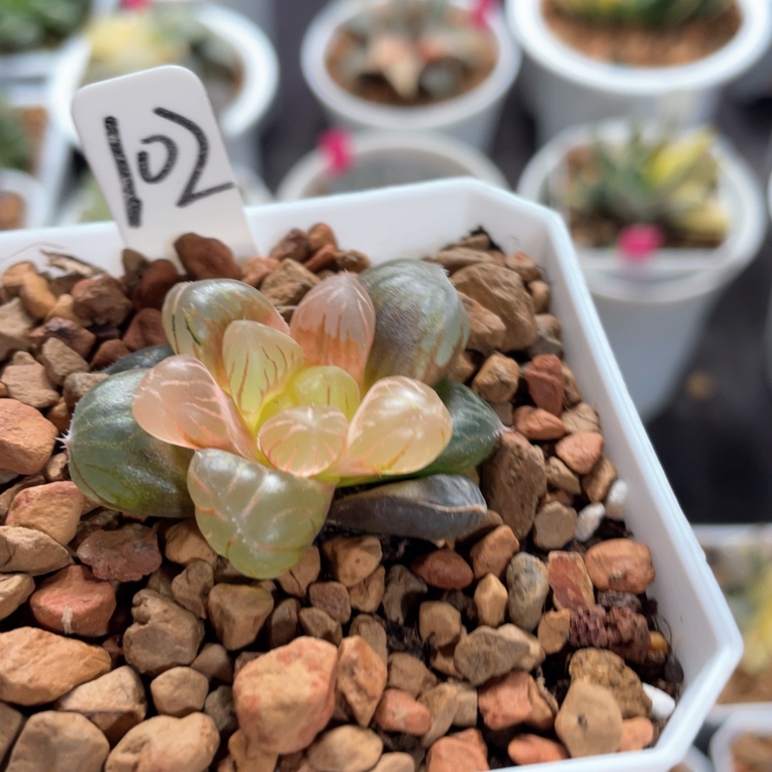 冯***艾102初桔。         