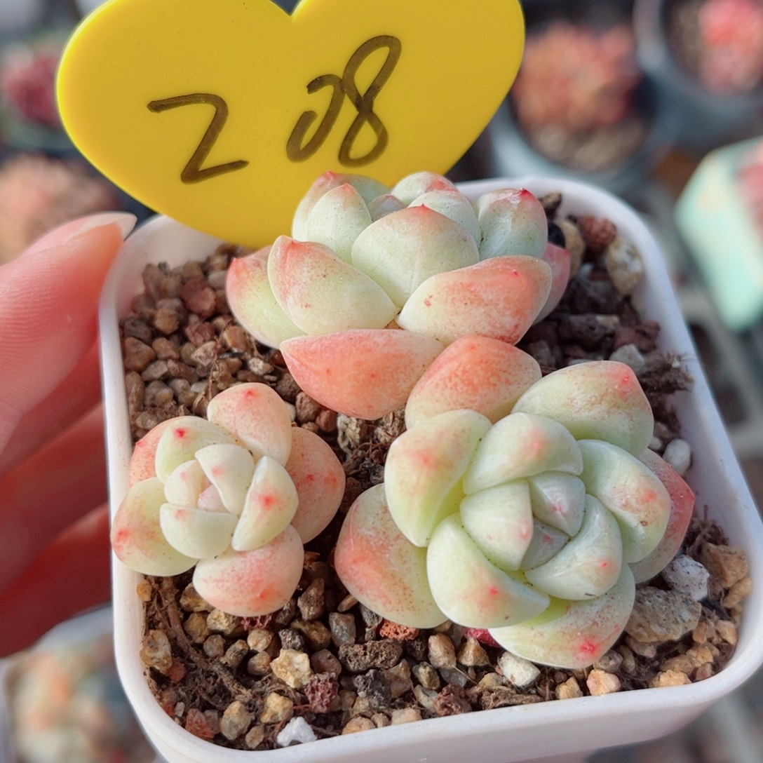 208号小老桩冰玉群