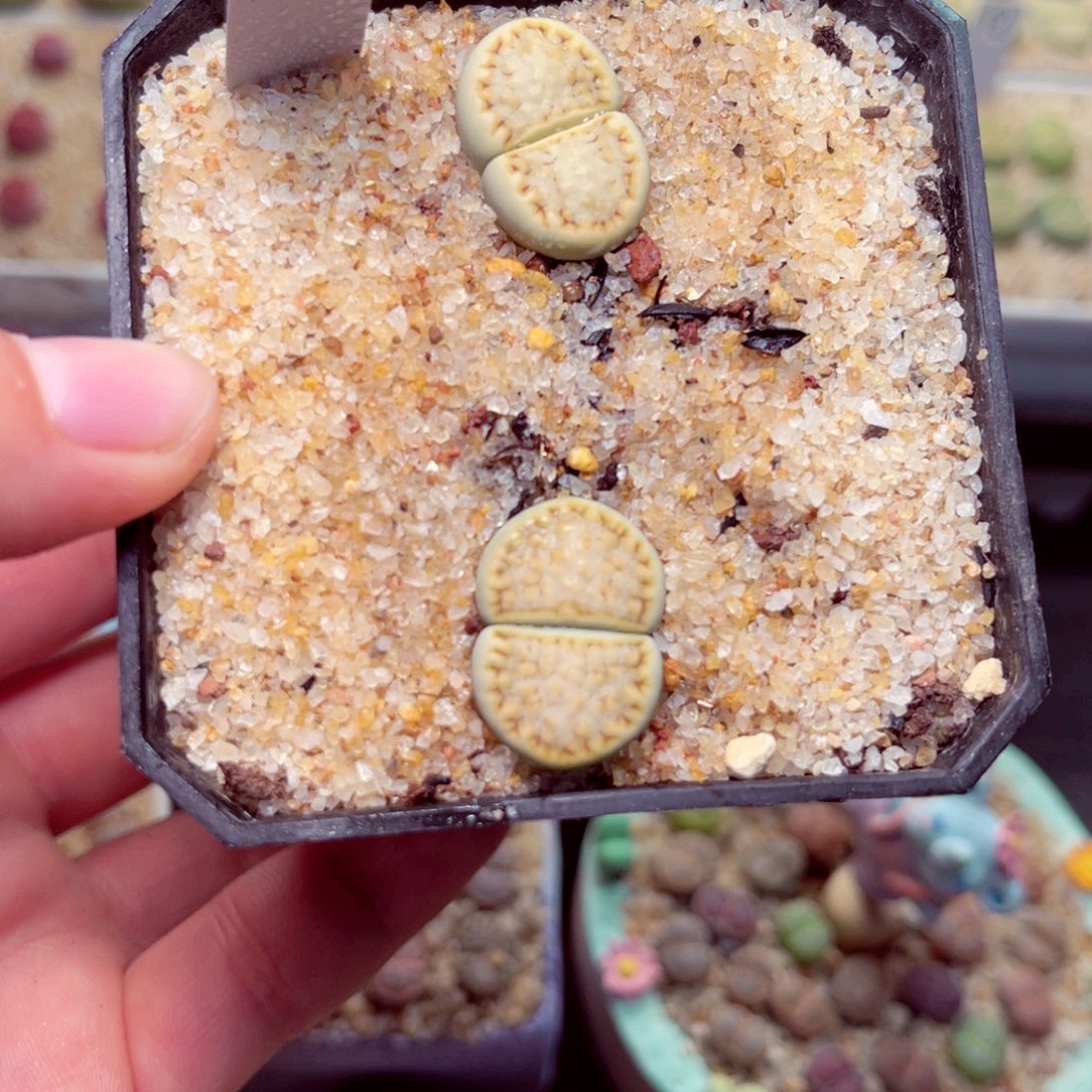 *****19号带盆包邮发货