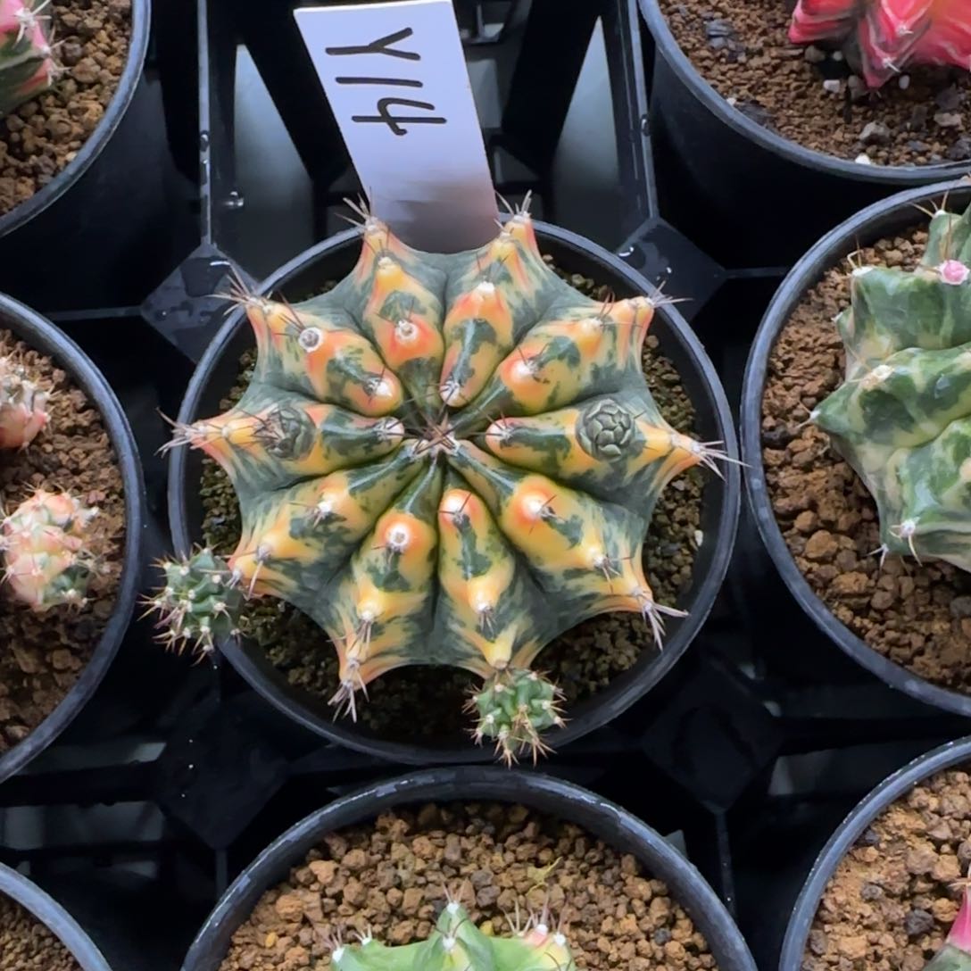 14-0212虎斑脱土发多肉