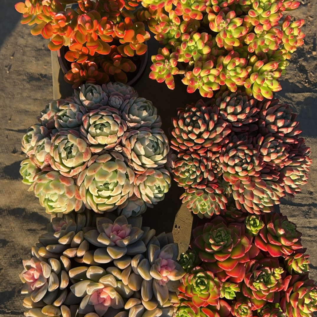 精品多肉组合带盆好养绿植盆栽6盆