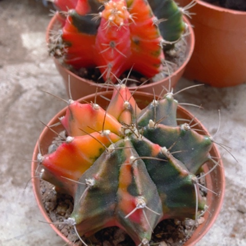 两盆牡丹锦仙人球18米仙人球