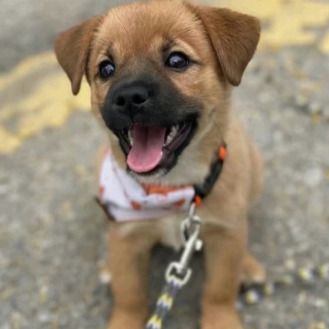 中华田园犬活体大黄狗黄狗白面田园犬幼犬看家犬