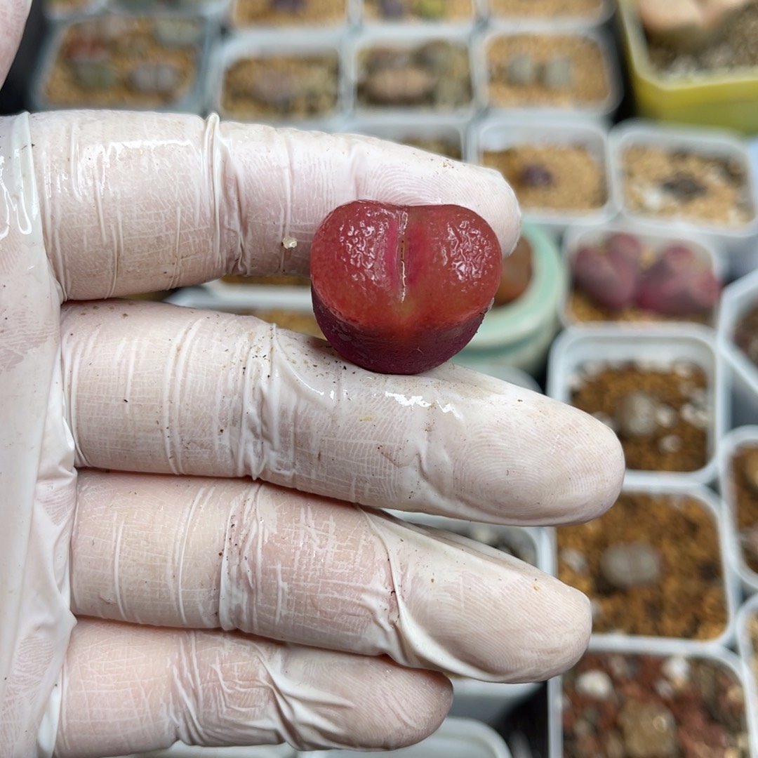 多肉植物一物一拍47