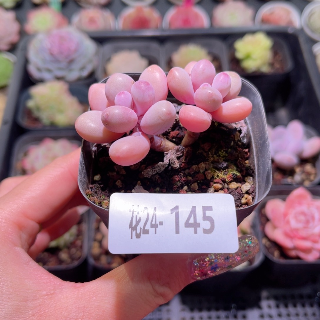 花利美24-145桃蛋