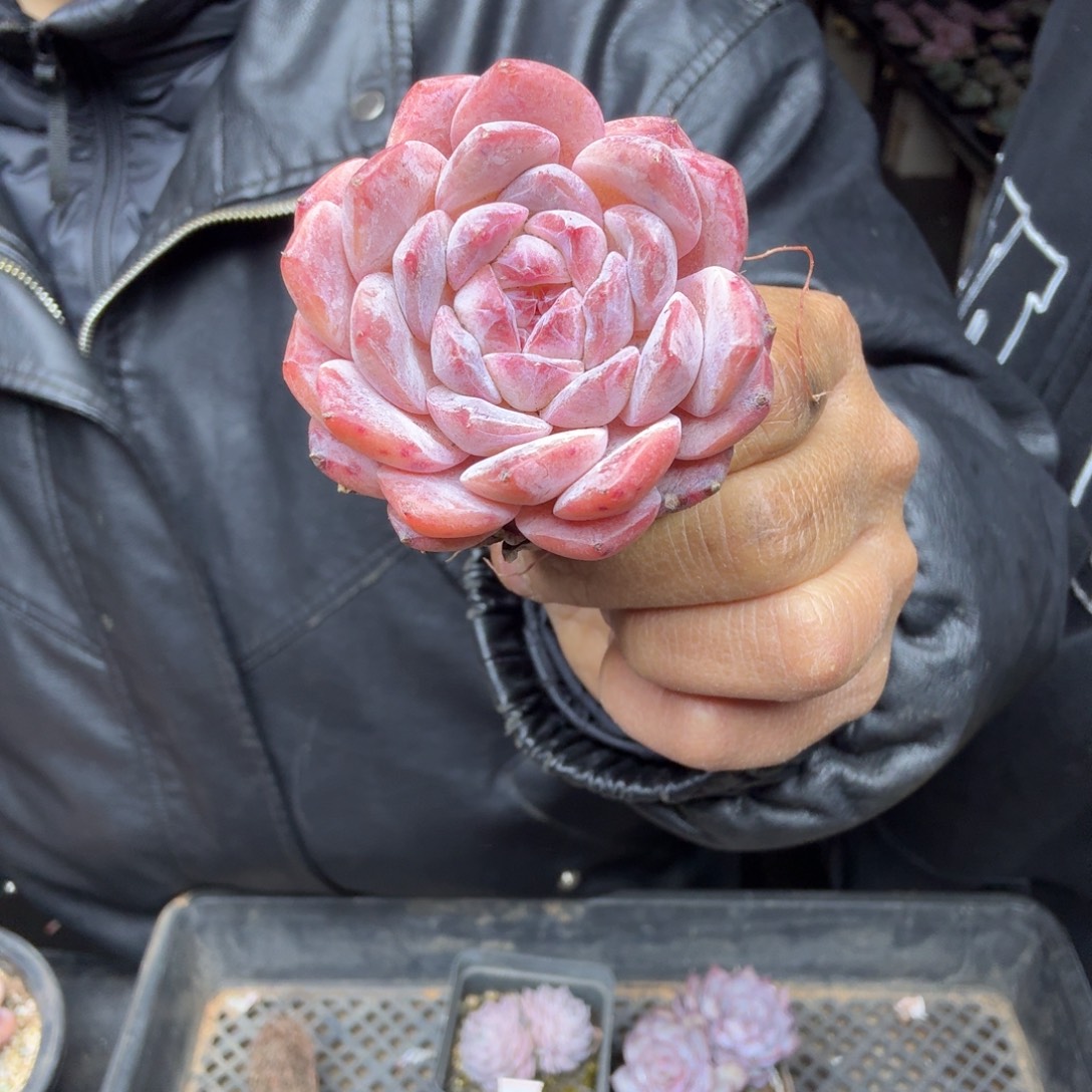 H***l030一颗小精品一物一拍