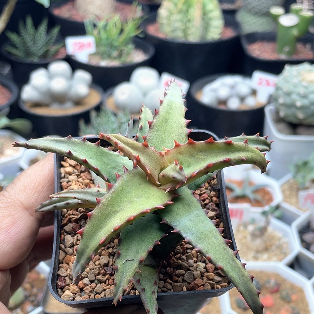 实生红刺芦荟 卡萨帝