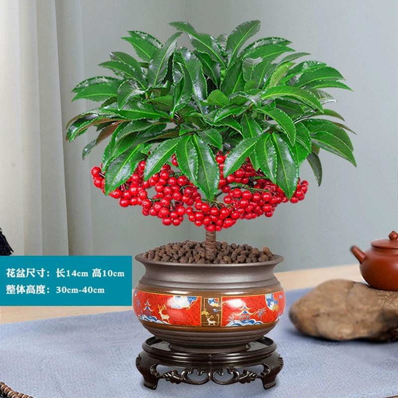 好养的花耐寒富贵子花卉富贵籽盆栽四季常青带果四季常青室内植物