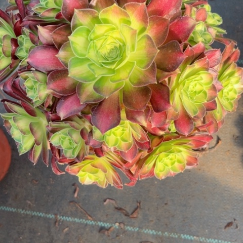 多肉植物韶华锦。