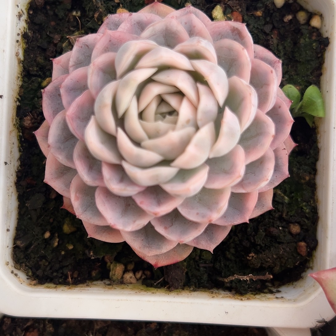 雪球锦多肉植物锦