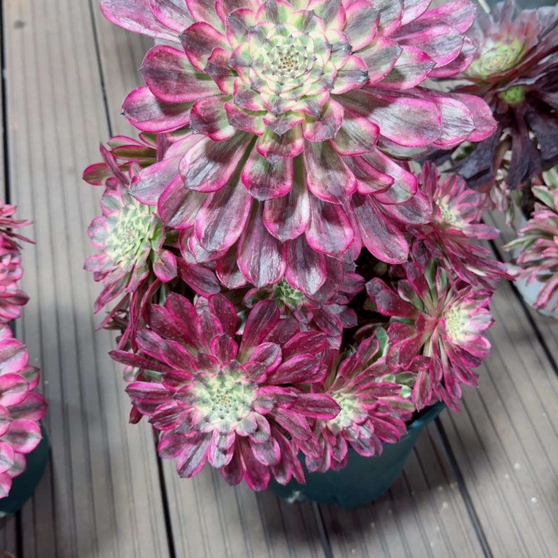 多肉植物发货发货