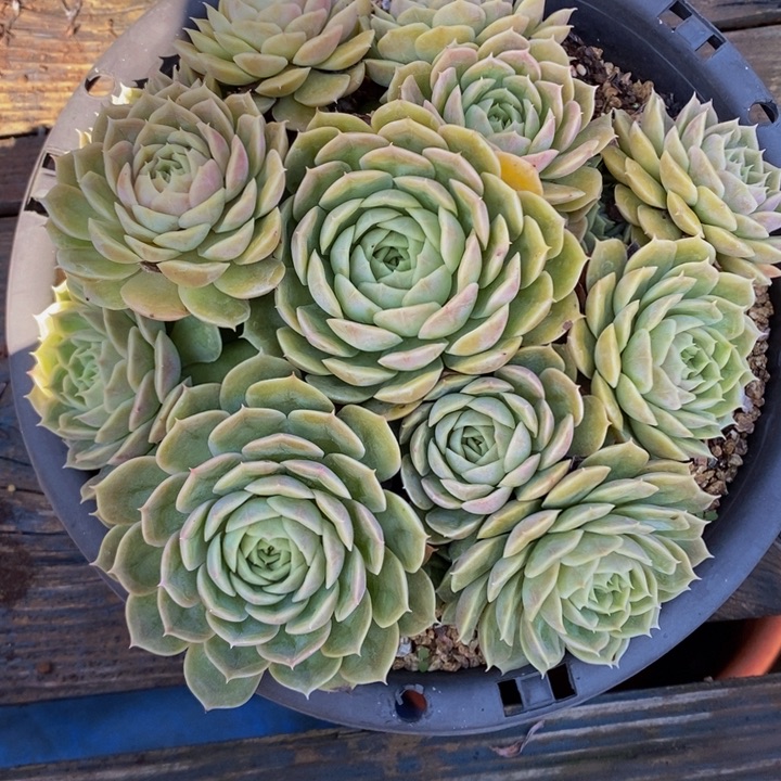 昂斯洛无砍老桩捧花280盆参考