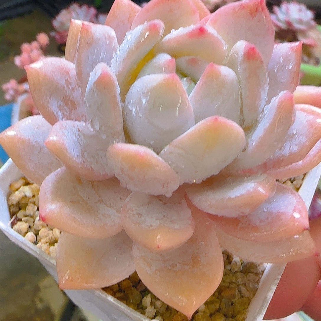 新橙，015，仙农出品多肉