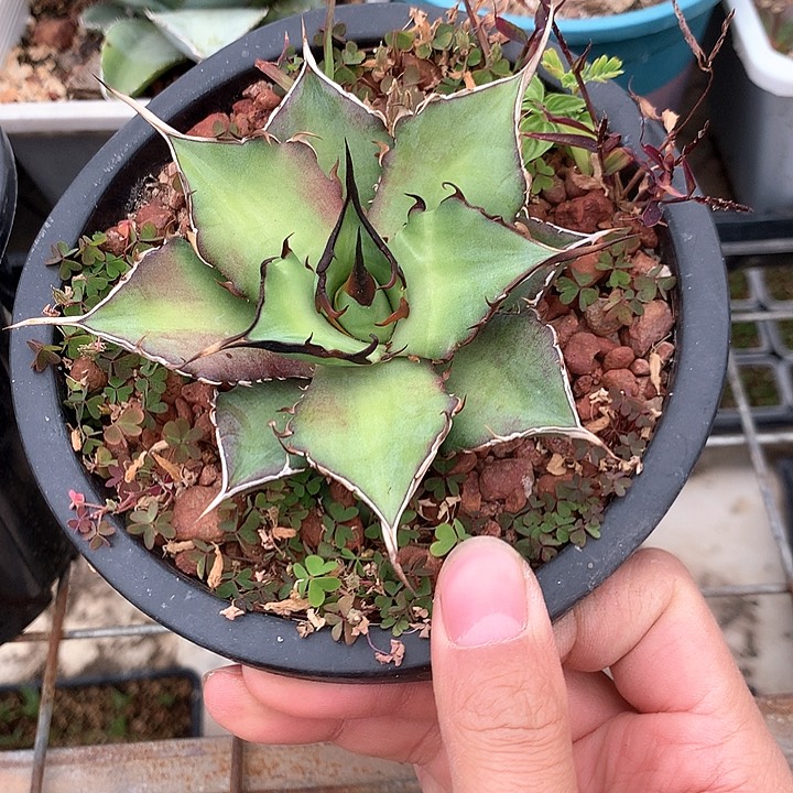 黑帝斯龙舌兰 裸根发货