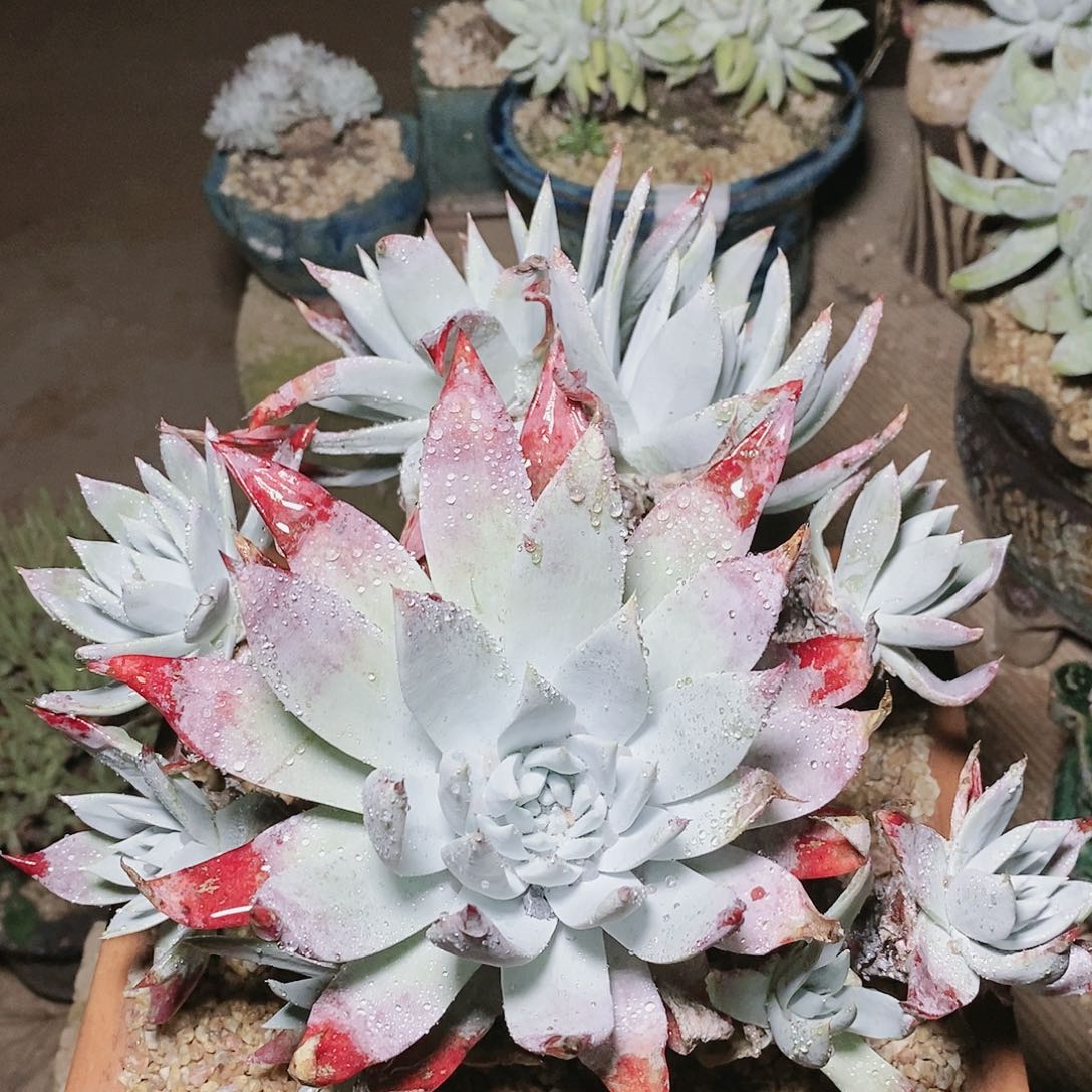 【闪购商品】哈哈哈雪山多肉瑕疵2193