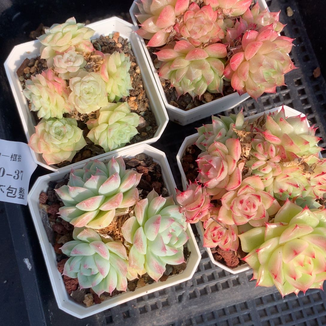 1202-37 套餐一组