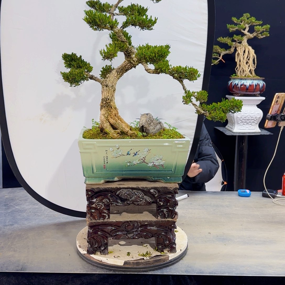 高端黄杨盆景艺术