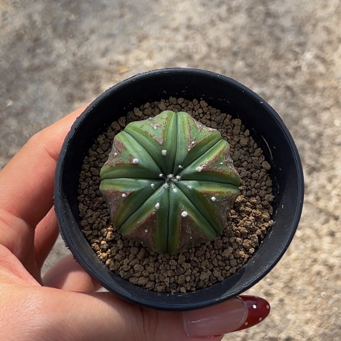 s****tm猪猪专拍带盆海星锈斑兜