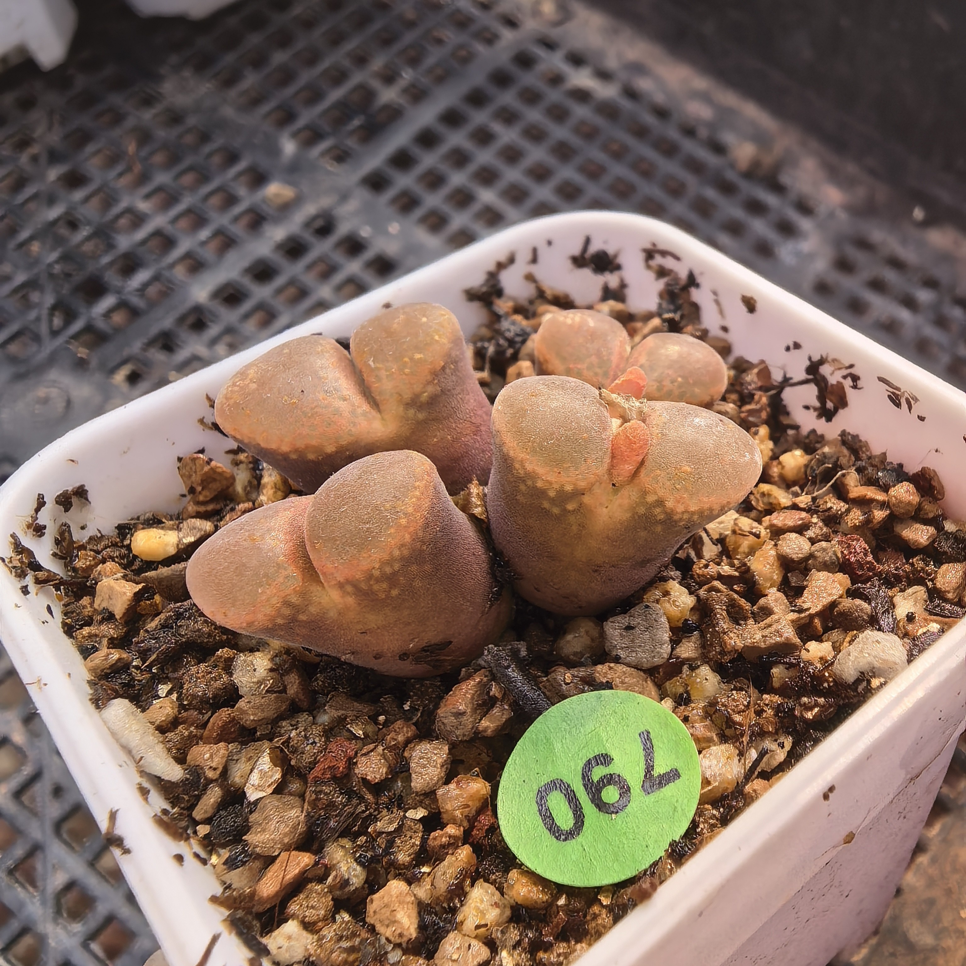 漂亮风铃4头多肉植物790