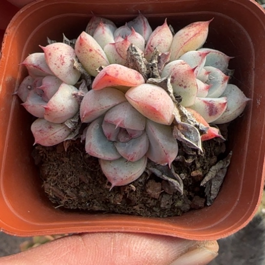 192安娜珍妮多肉植物多