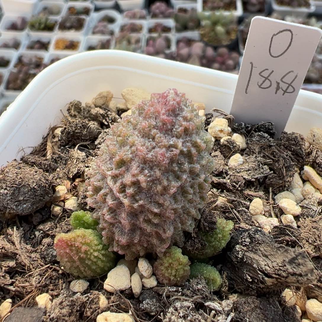 实生新品多肉植物水泡