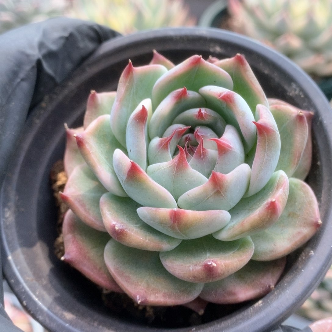 151锦锦锦锦锦锦锦锦