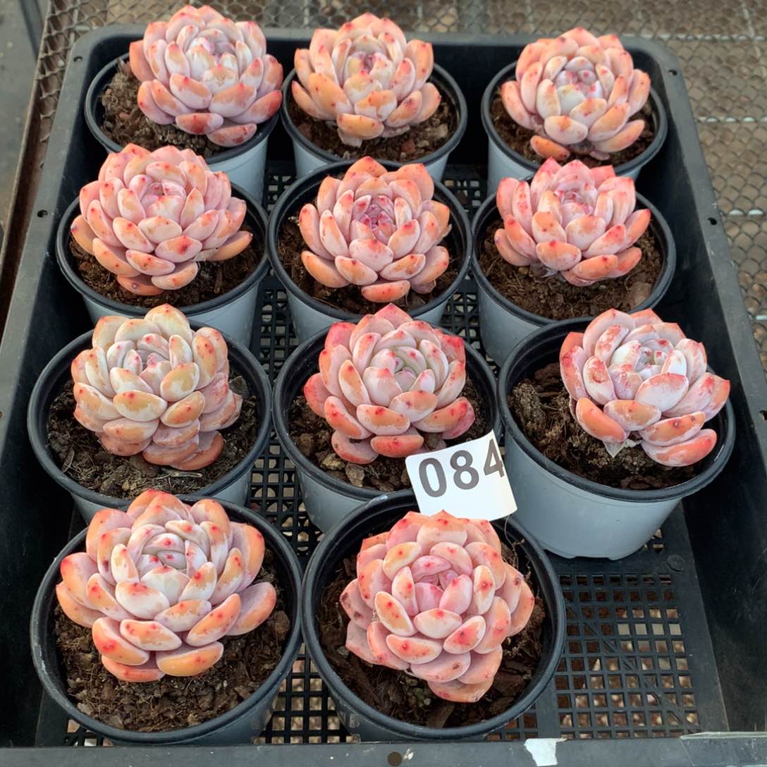 084橙子多肉植物组合