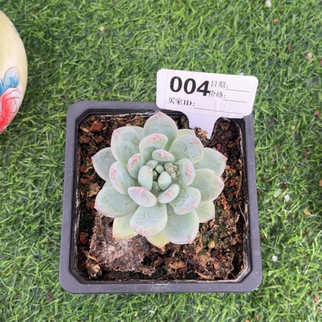 艾米丽多肉植物04
