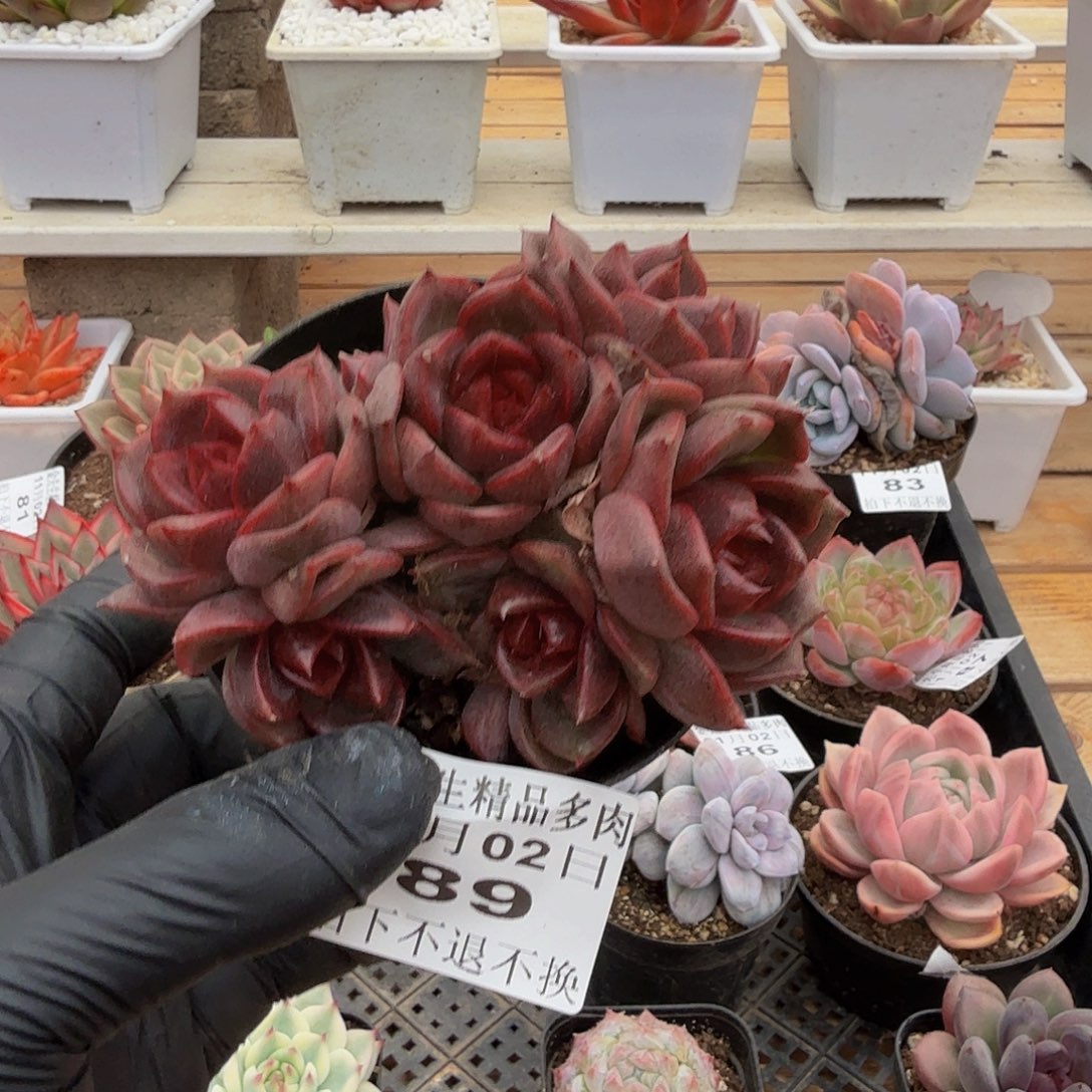 1102-89暗黑色群生