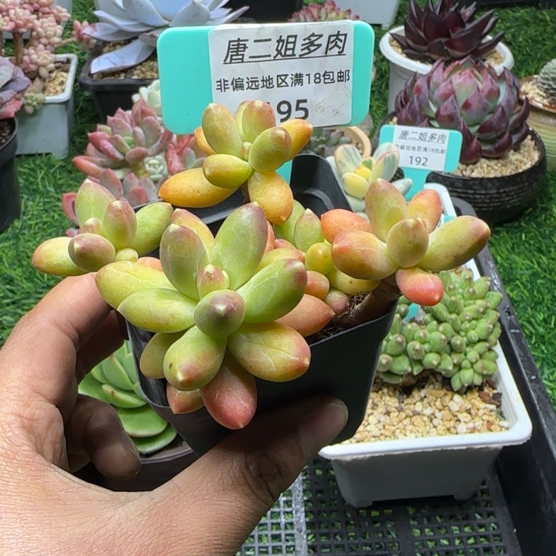 唐二姐多肉编号195