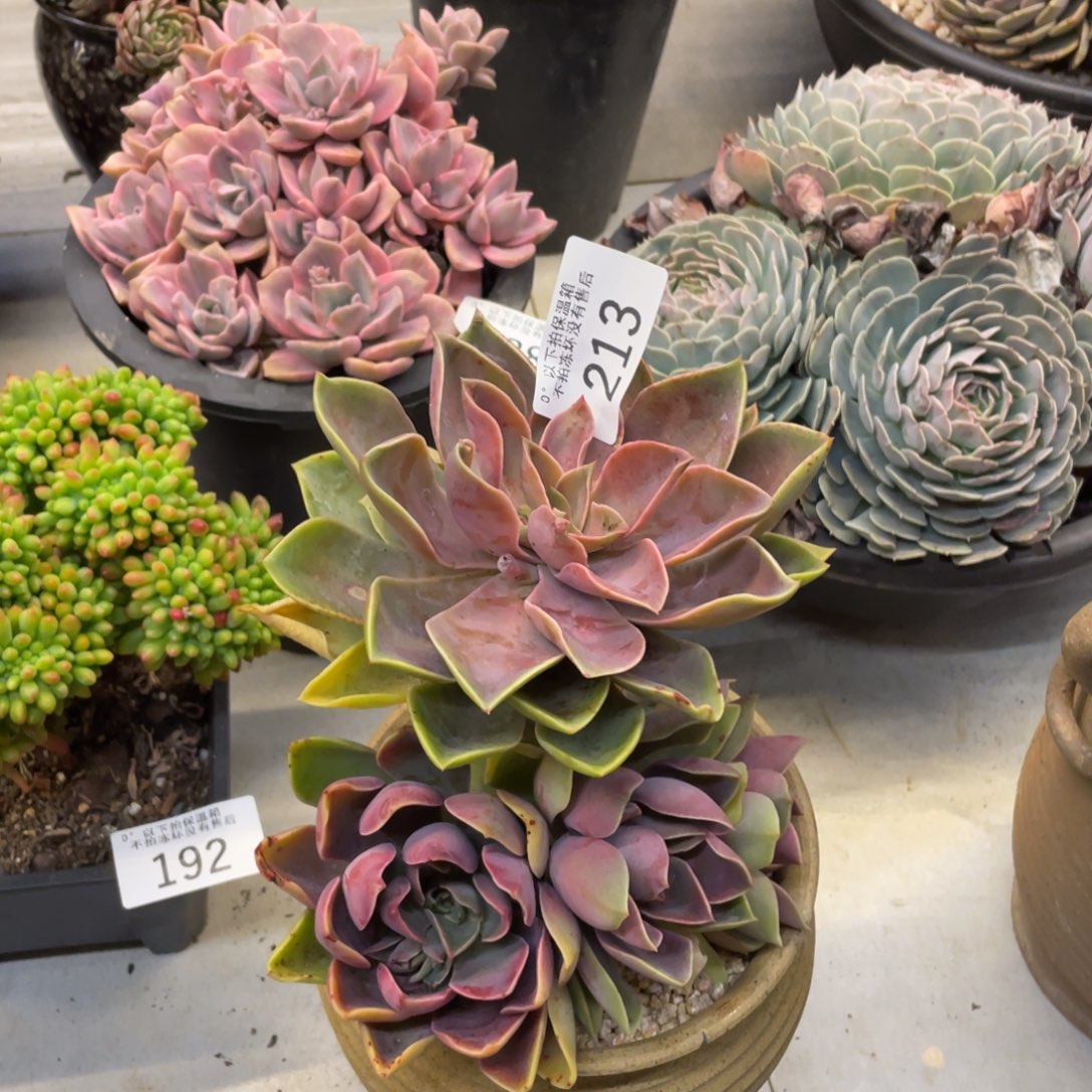 黑大帅多肉213琼斯