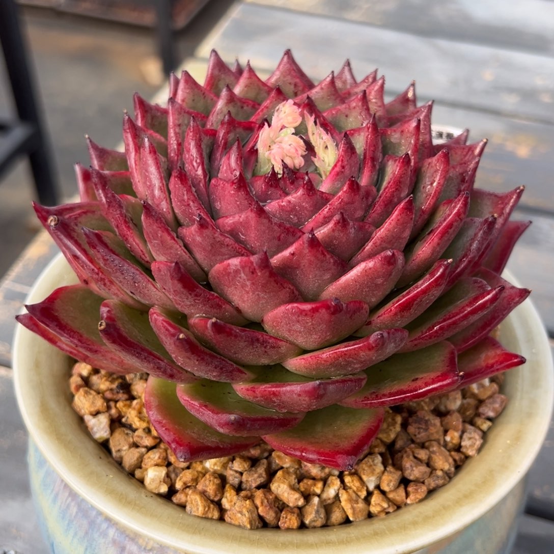 从前慢多肉精选编号0213.106